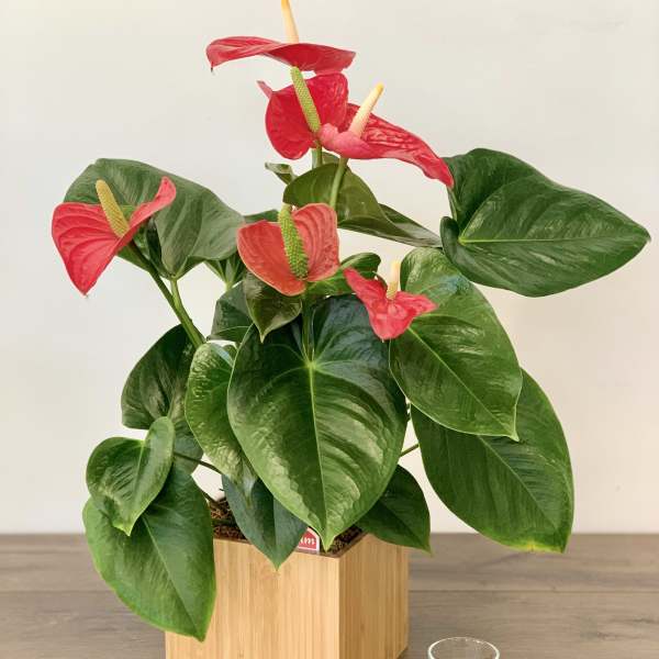 Potted anthurium plant with red blooms in a wooden container