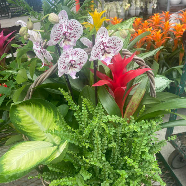 Basket garden with spotted white orchids, red bromeliad, and lush ferns and variegated foliage plants.