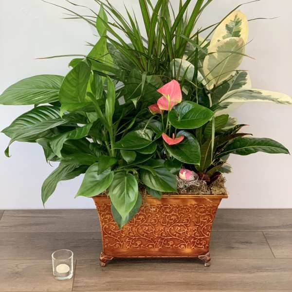 Mixed green houseplants in an ornate rectangular planter with pink anthurium blooms