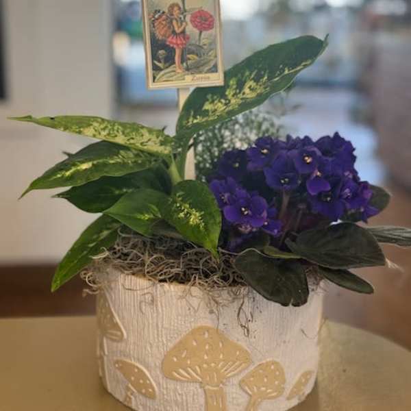 My little mushroom garden