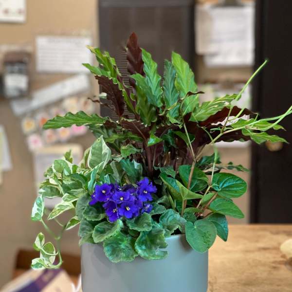 Potted mixed plant arrangement with purple blooms in a light blue container