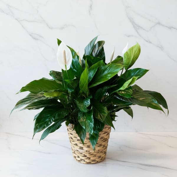 Potted peace lily in a woven basket planter