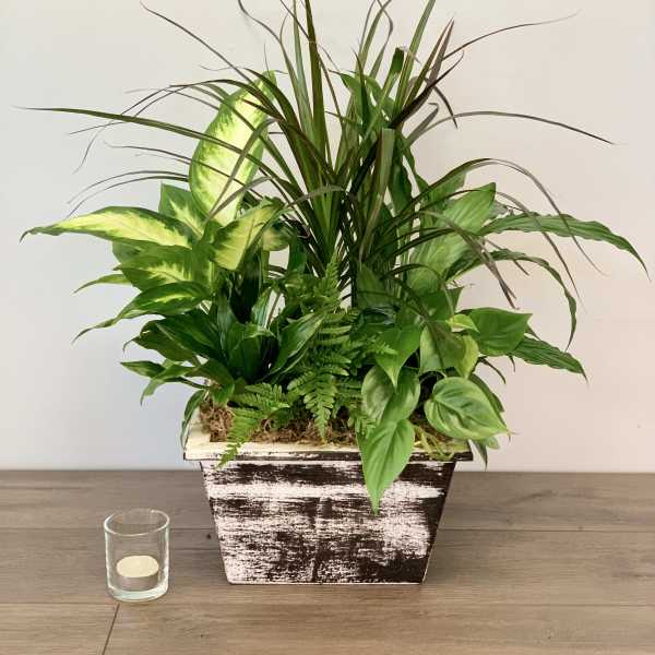 Mixed green houseplant arrangement in a rustic rectangular planter