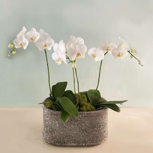 White orchid arrangement in a textured gray planter