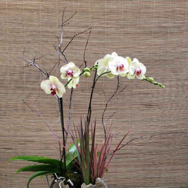 White orchid arrangement in a textured round planter