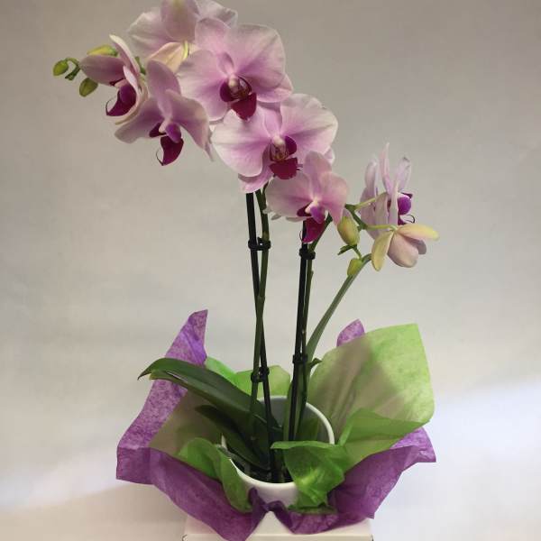 Potted pink orchids wrapped in purple and green tissue paper