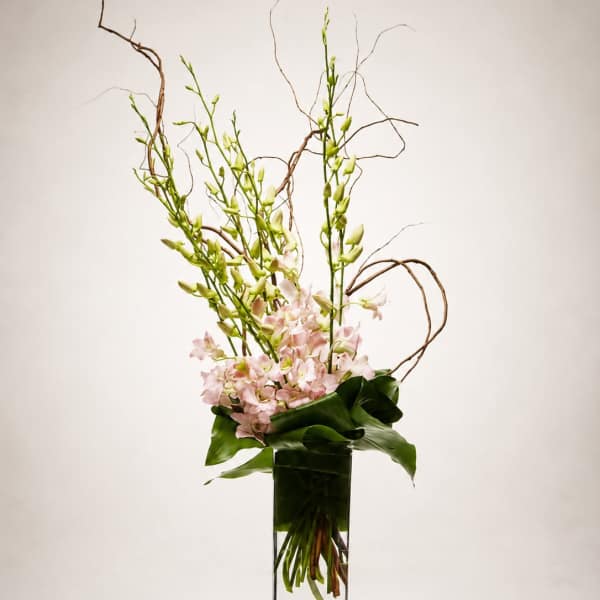 Blush Orchid Élan