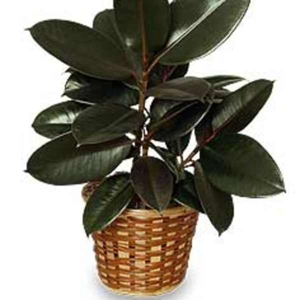 Potted rubber plant in a woven basket