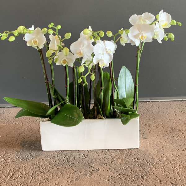 White orchids arranged in a rectangular white planter