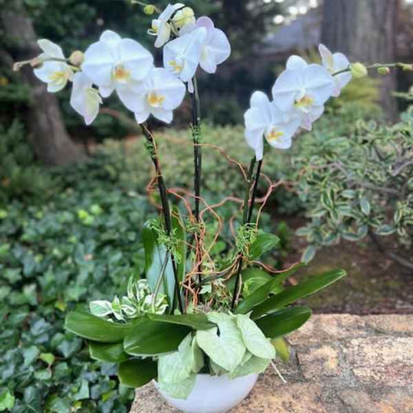 White orchid arrangement in a white pot with broad green leaves