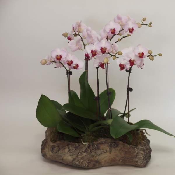 Pink orchids arranged in a rustic bark planter