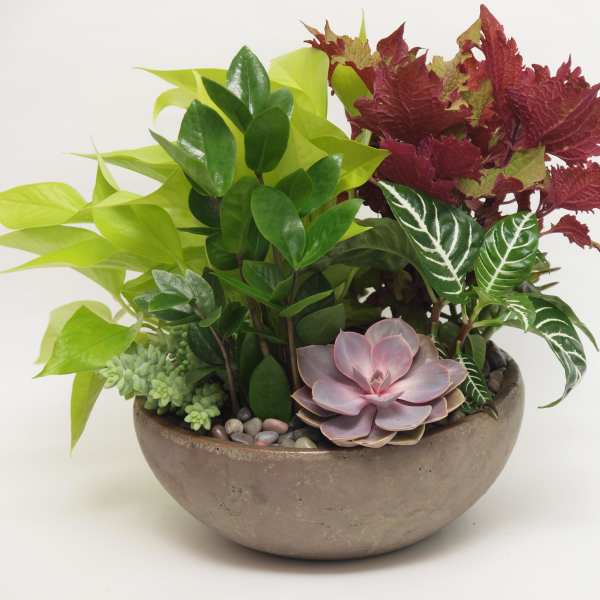 Mixed succulent and foliage arrangement in a round bowl planter