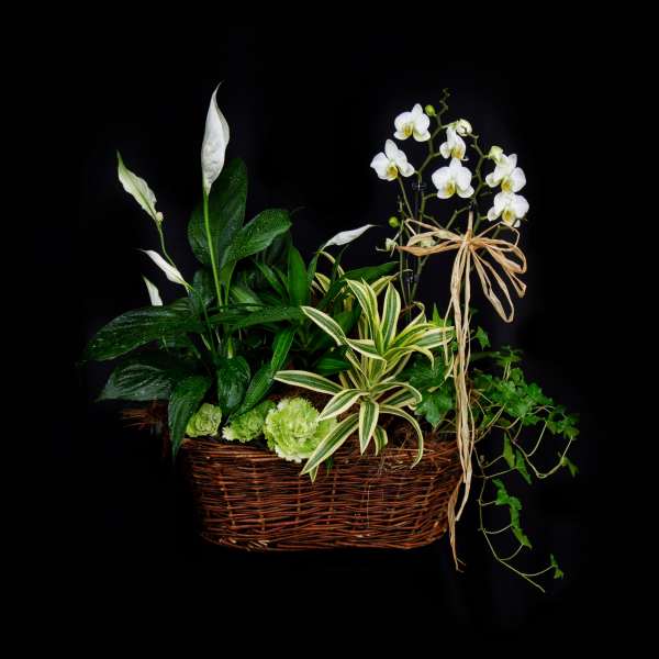 Potted arrangement with white orchids and peace lilies in a wicker basket