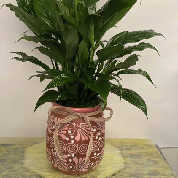Potted green houseplant in a decorated ceramic pot with a ribbon
