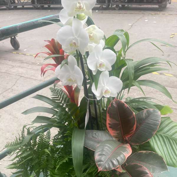 Mixed planter with white orchids, red tropical blooms, and assorted foliage plants