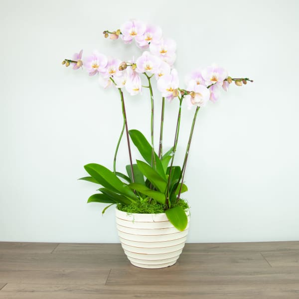 Potted orchid plant with pale pink blooms in a white striped container