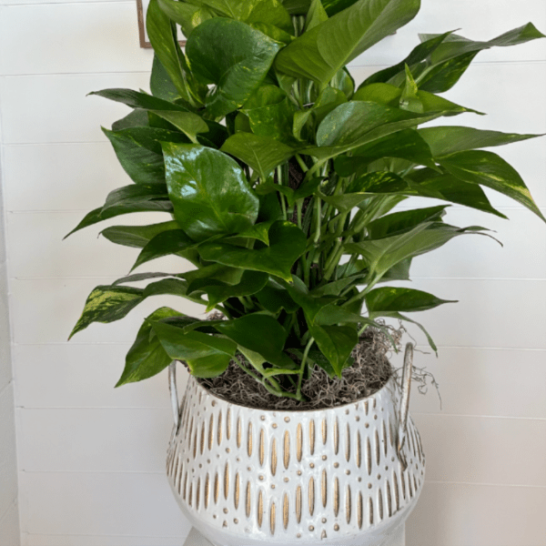 #30 Pothos