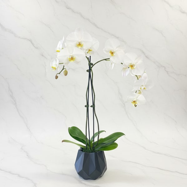 Orchid Plant