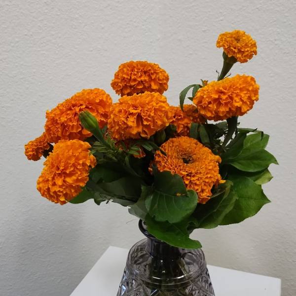 Field of Marigolds