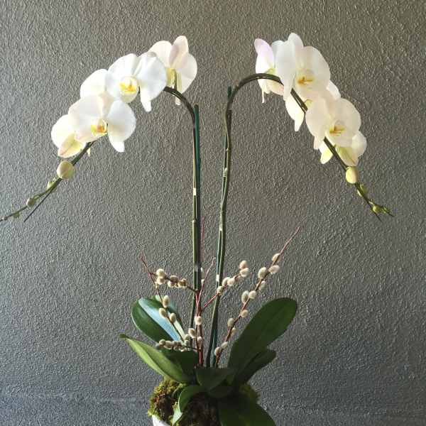 White orchid arrangement in a textured white pot