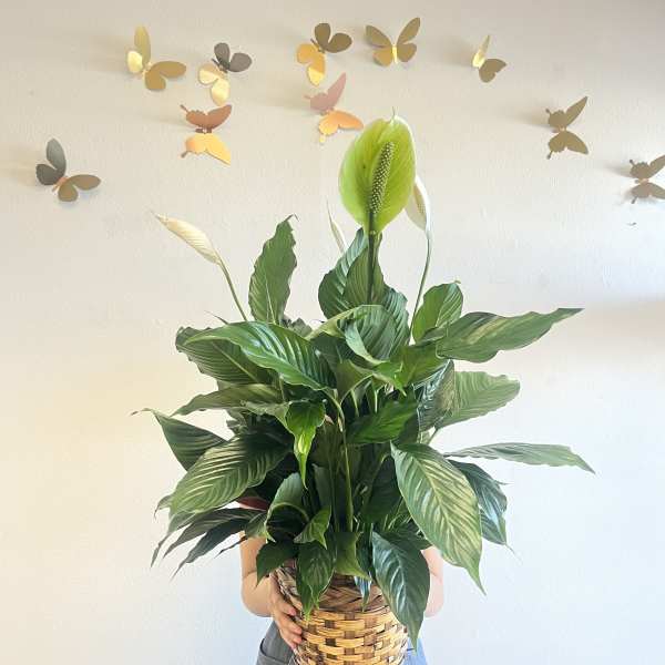 Peace Lily