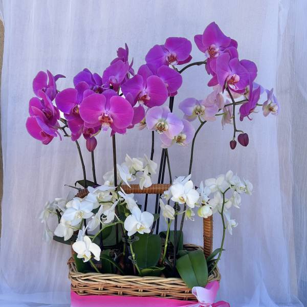 Botanical Basket