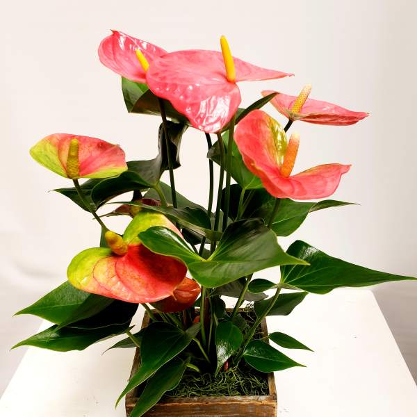 Pink anthurium arrangement in a wooden planter