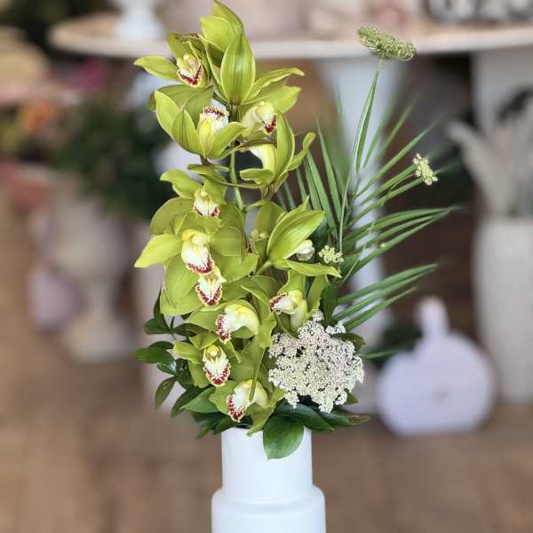 Splendid Orchid