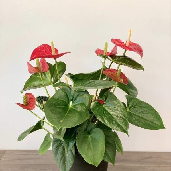 Potted anthurium plant with red blooms in a black container