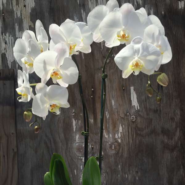 Double Beauty