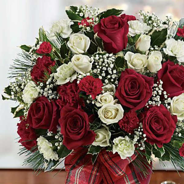 Bouquet of red and white roses with baby's breath in a plaid wrap