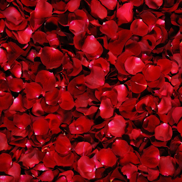Close-up of dense red rose petals covering the frame