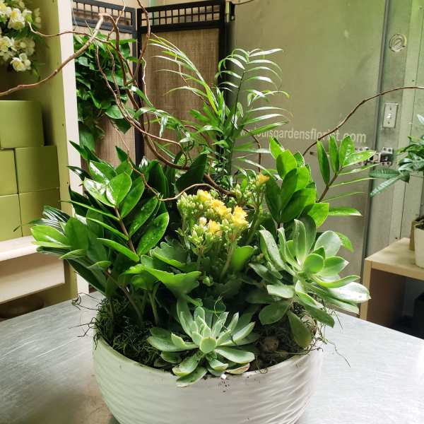 Succulent and tropical plant arrangement in a white bowl planter with yellow blooms