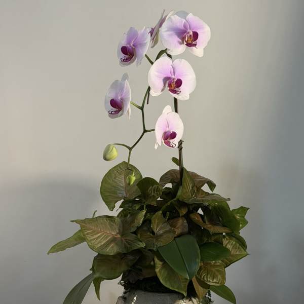 Orchid Elegance