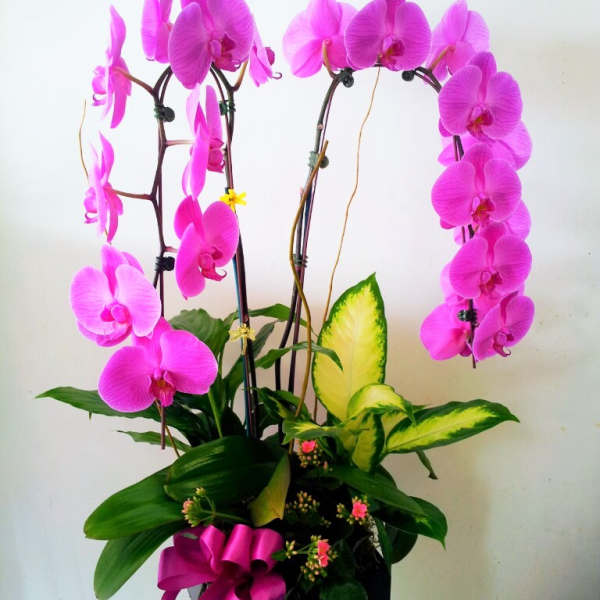 Pink orchids arranged in a black pot with a magenta ribbon