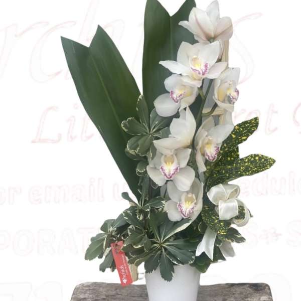 White orchids arranged in a white pot with broad green leaves