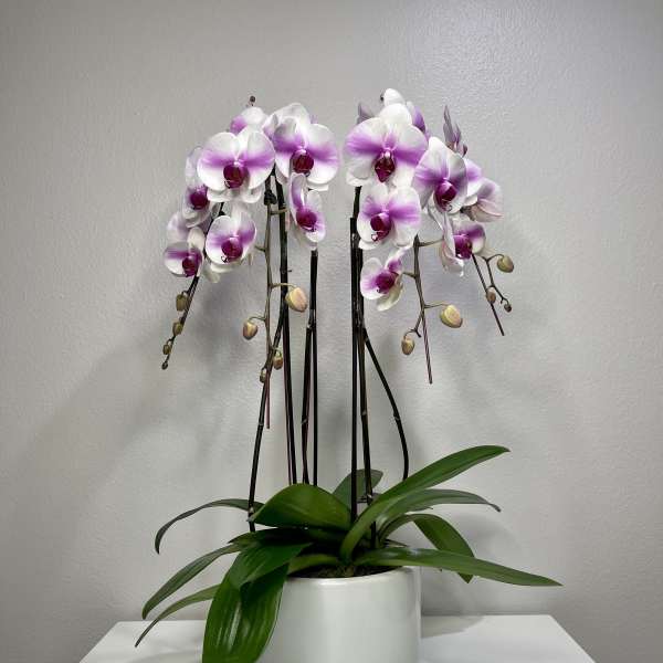 Pinkie