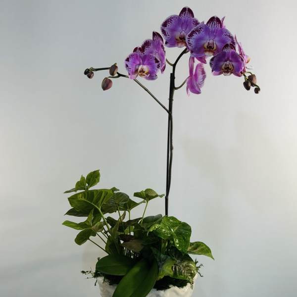 Royal Violet Orchid Garden