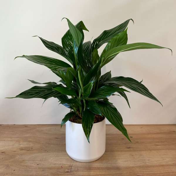 Potted green houseplant in a white cylindrical planter