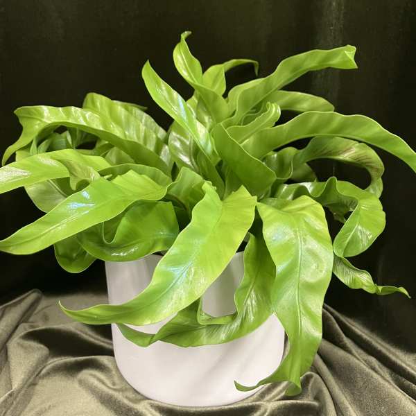 Lovely Birdsnest Fern Plant