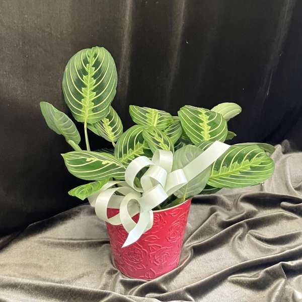 Small Prayer Plant