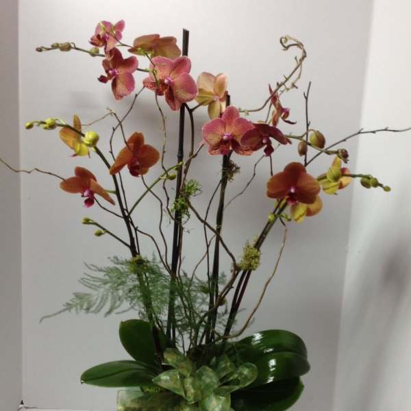 Tall orchid arrangement in a pot with pink, orange, and yellow blooms