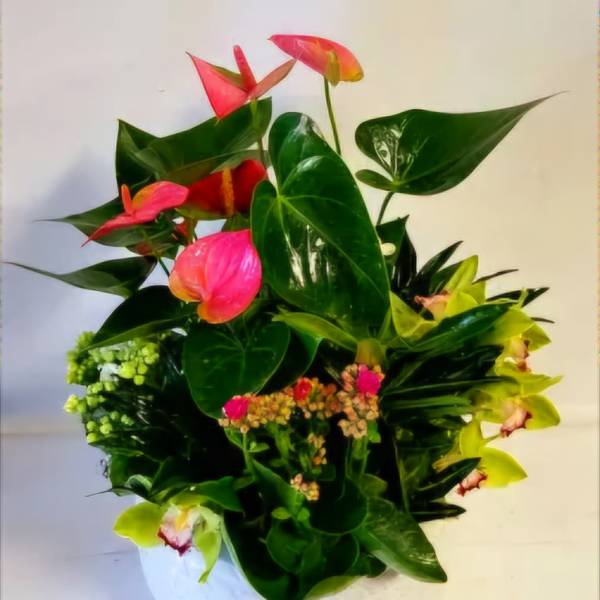 Tropical floral arrangement with pink anthuriums in a white pot