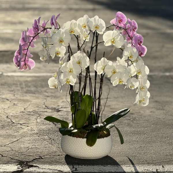 Potted orchid arrangement with white and pink blooms in a white bowl planter