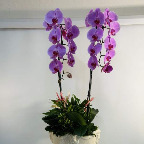 Majestic Orchid Royale