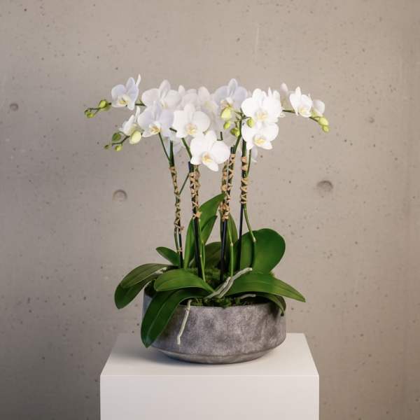 White orchid plant in a gray pot with broad green leaves