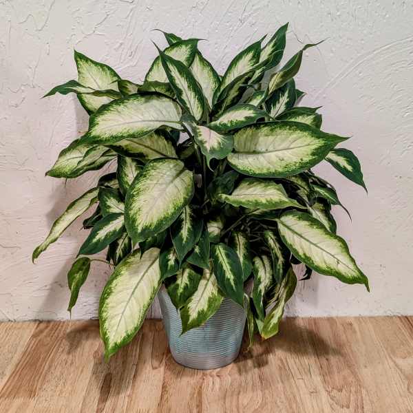 Dieffenbachia Compacta (Dumb Cane)