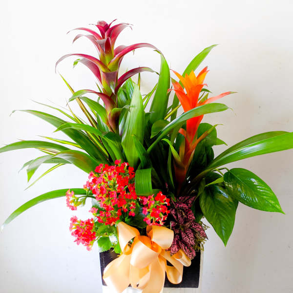 Tropical floral arrangement with orange bromeliads and pink flowers in a black container