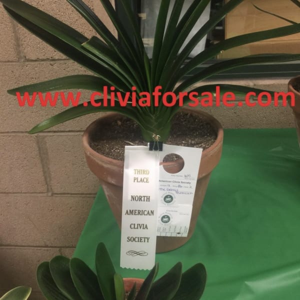 Potted clivia plant with long dark green leaves and award ribbons