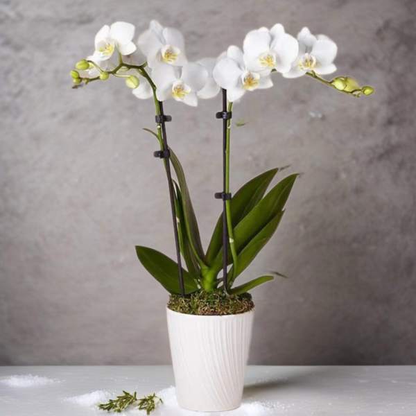 White orchid plant in a white pot
